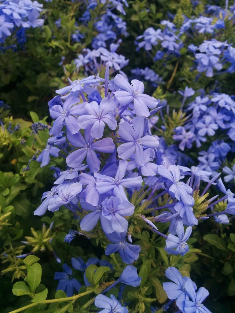 Plumbago_capensis_blue_many_flowers_up