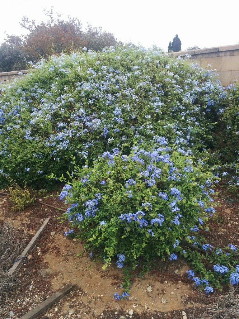 Plumbago_capensis_full_up1