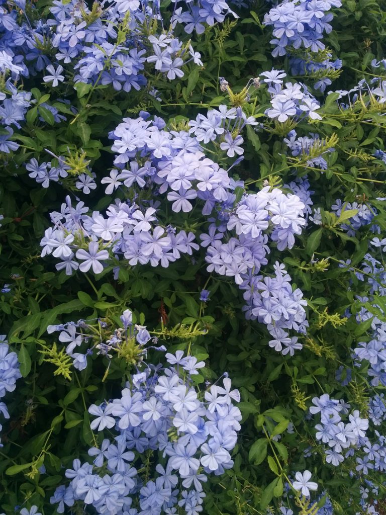 Plumbago_capensis_many_flowers_up