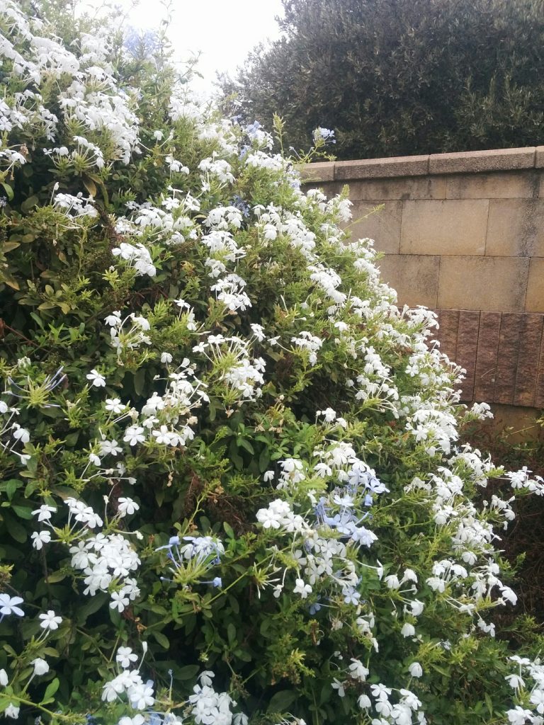 Plumbago_capensis_white_up