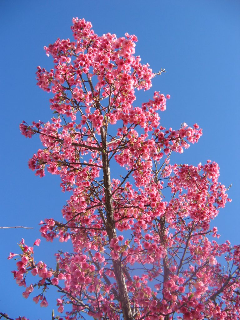 Prunus_campanulata_flowers_up1