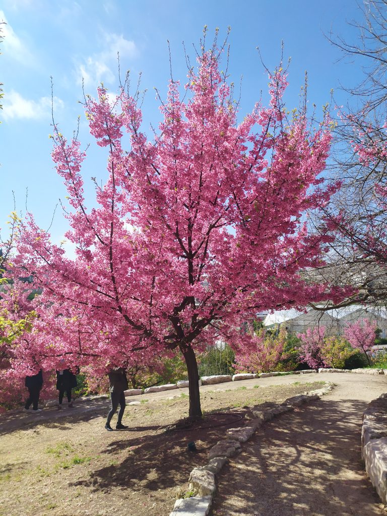 Prunus_campanulata_full_up1