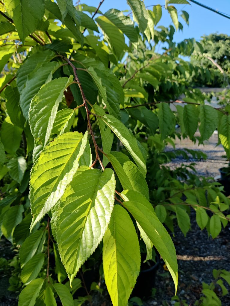 Prunus_campanulata_leaves_up