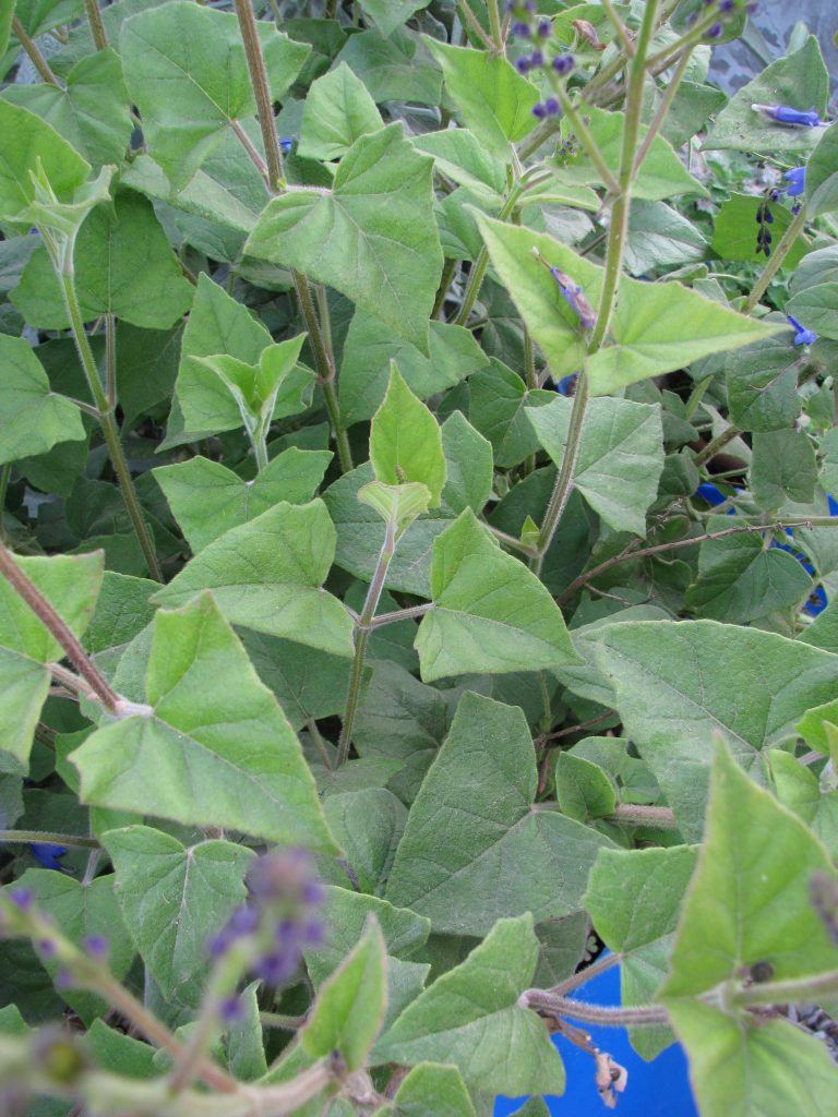 Salvia_cacaliifolia_leaves_up1