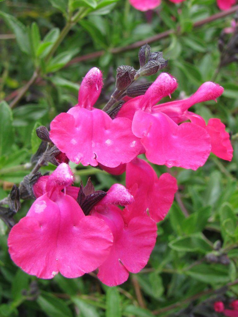 Salvia_x_jamensis_James_Compton_flowers1_cut_up