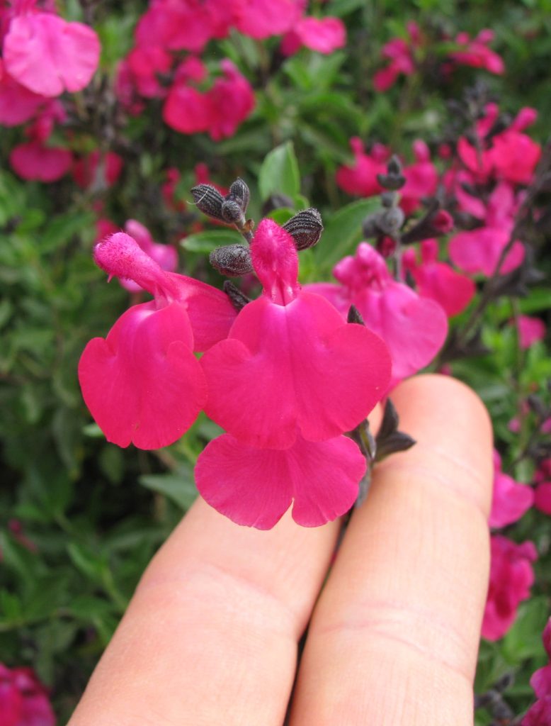 Salvia_x_jamensis_James_Compton_flowers2_cut_up