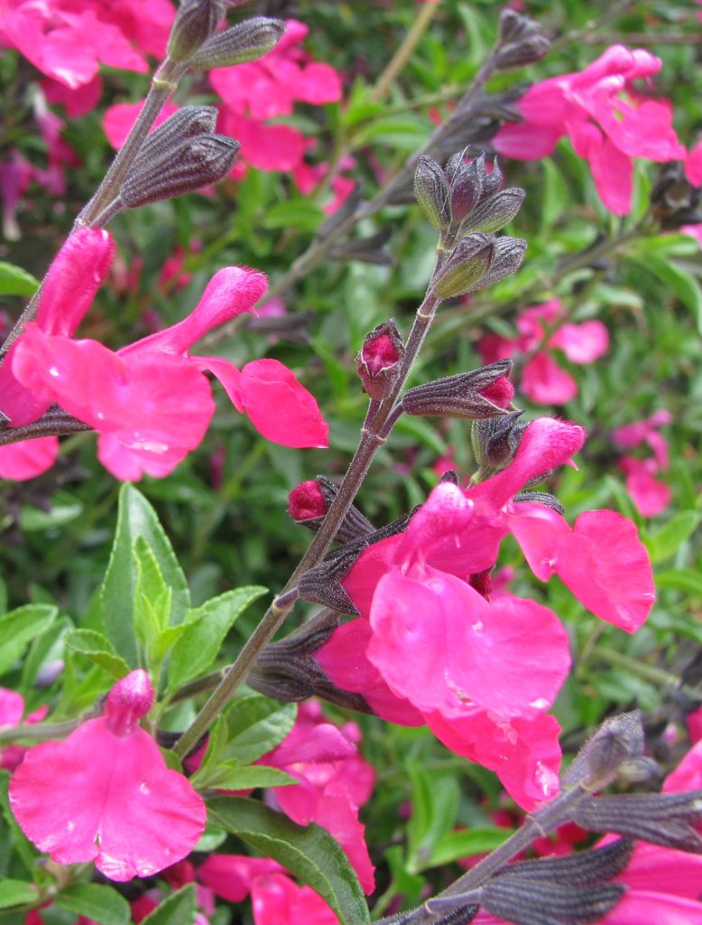 Salvia_x_jamensis_James_Compton_flowers3_cut_up