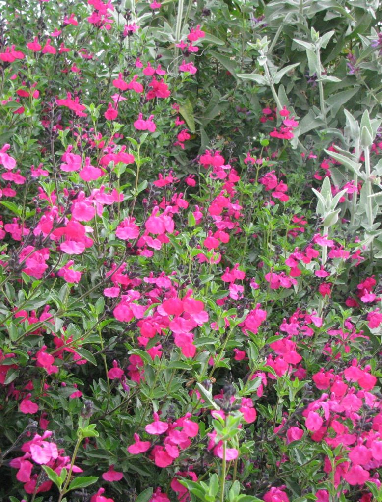 Salvia_x_jamensis_James_Compton_many_flowers2_cut_up