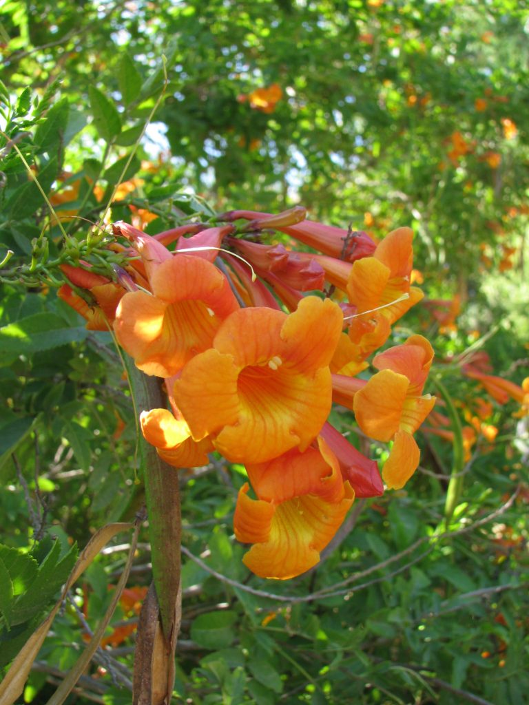 Tecoma_Orange_Jubilee_flowers_up1