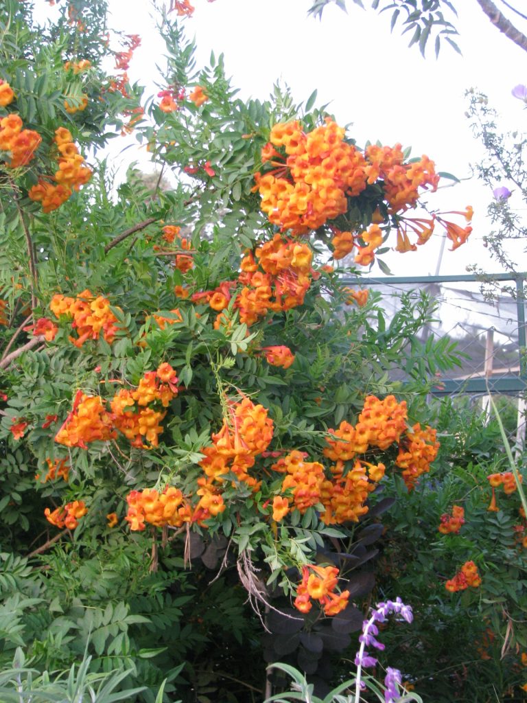 Tecoma_Orange_Jubilee_many_flowers_up1