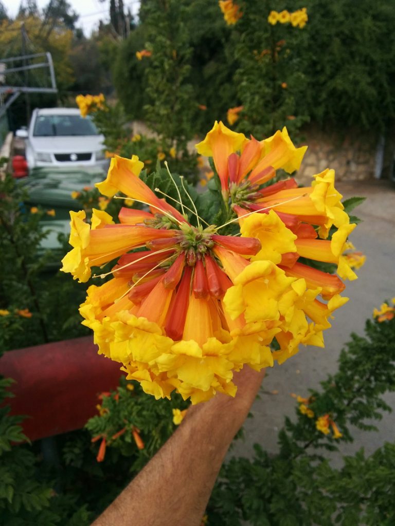 Tecoma_Sunrise_flowers_buds_up