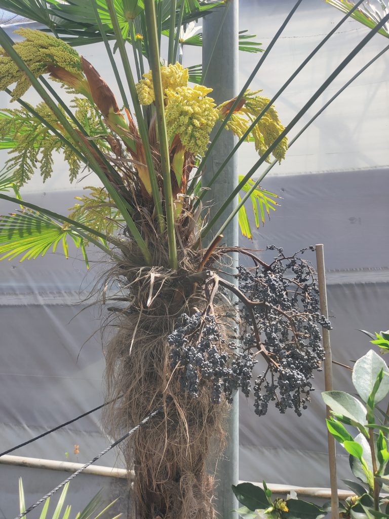 Trachycarpus_fortunei_flowers_fruit_up1