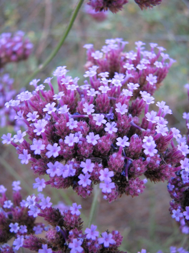 Verbena_bonariensis_flowers_up1