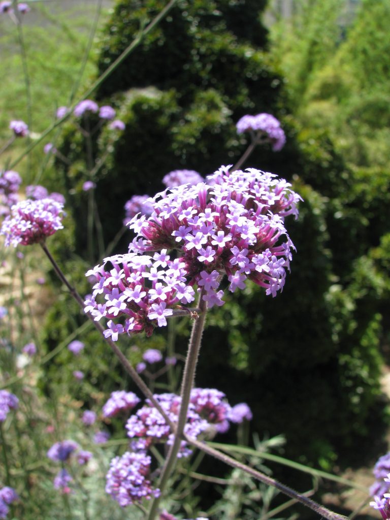 Verbena_bonariensis_flowers_up2