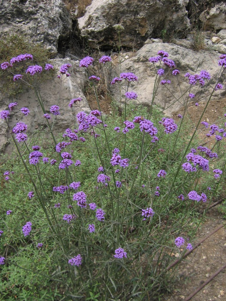 Verbena_bonariensis_full_up1