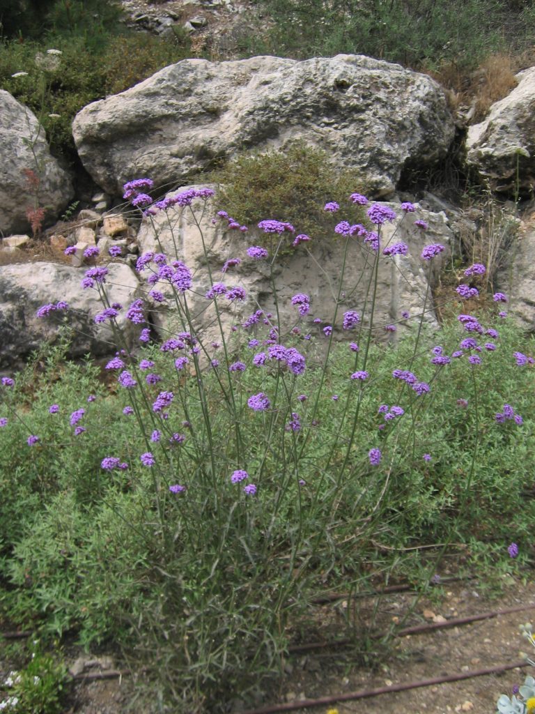 Verbena_bonariensis_full_up2