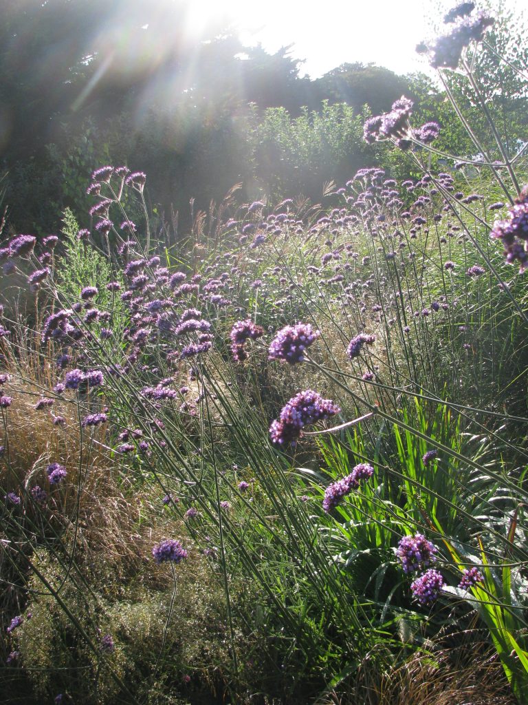 Verbena_bonariensis_group_up1