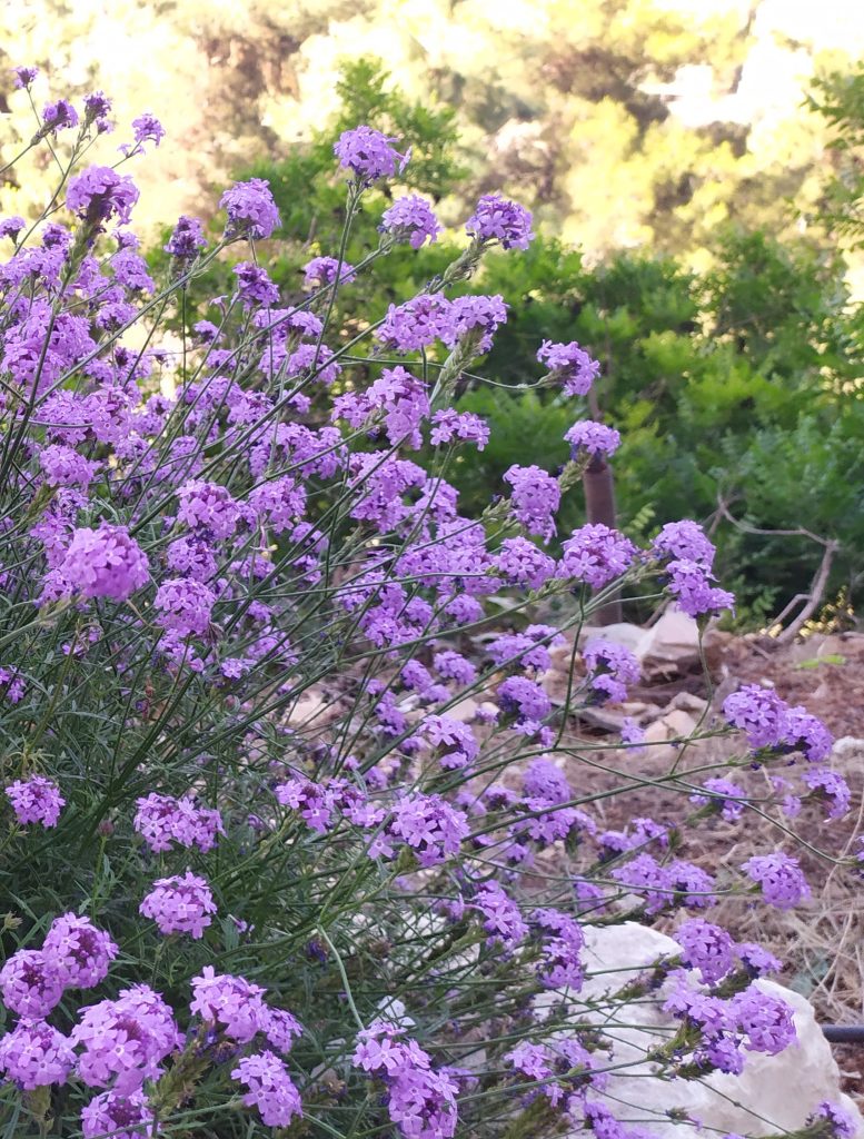 Verbena_lilacina_De_La_Mina_flowers1_cut_up