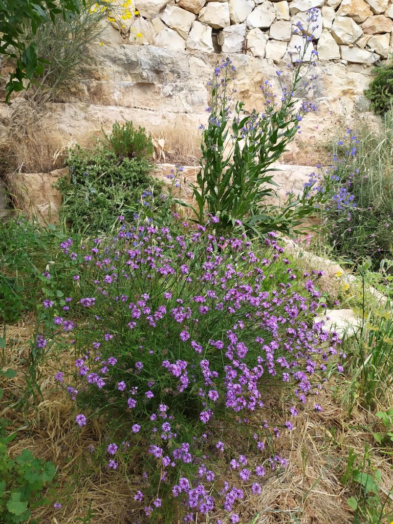 Verbena_lilacina_De_La_Mina_full_up1cut_up