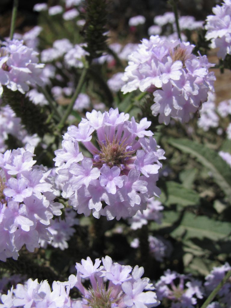 Verbena_rigida_Lilacina_flower_up1