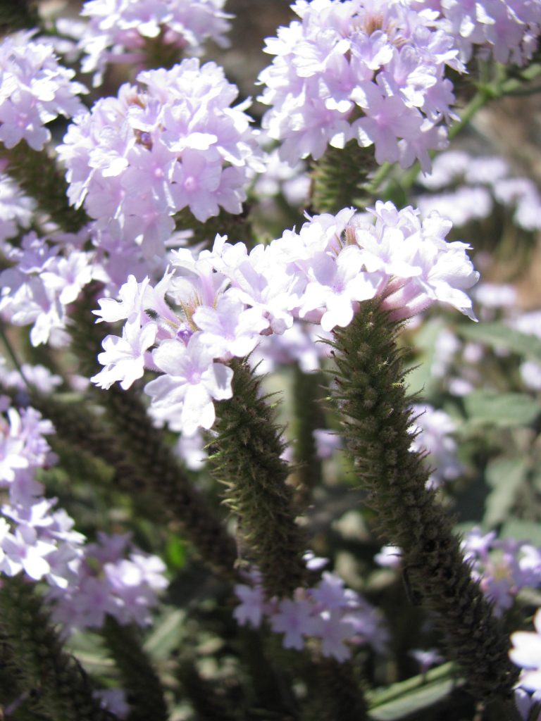 Verbena_rigida_Lilacina_flower_up2