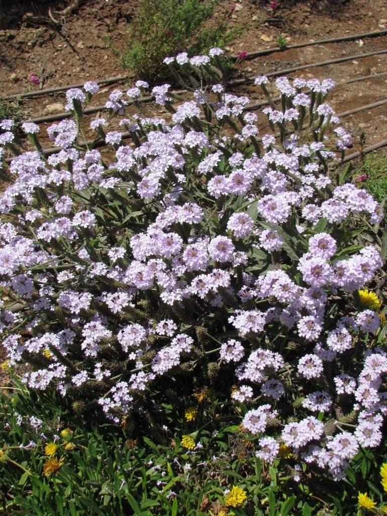 Verbena_rigida_Lilacina_many_flowers_up1