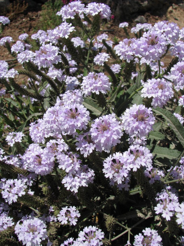 Verbena_rigida_Lilacina_many_flowers_up2