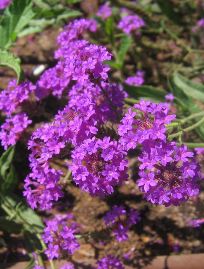 Verbena_rigida_flowers1_cut_up