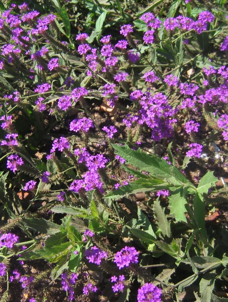 Verbena_rigida_full1_cut_up