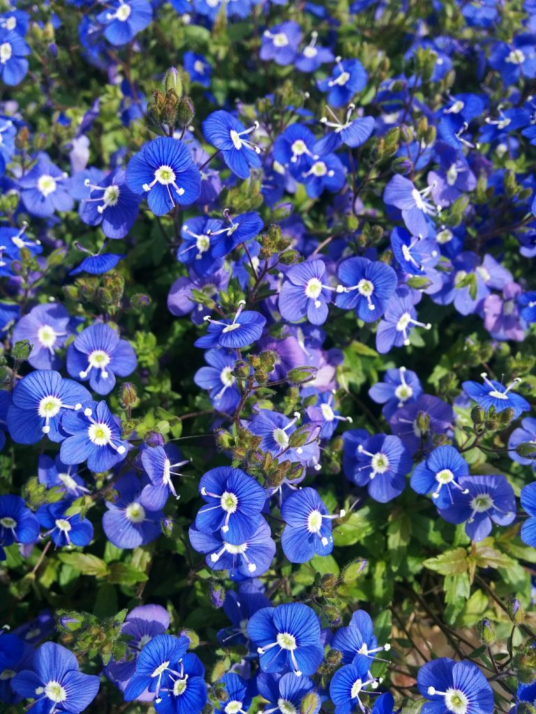 Veronica_umbrosa_Georgia_Blue_many_flowers_up1