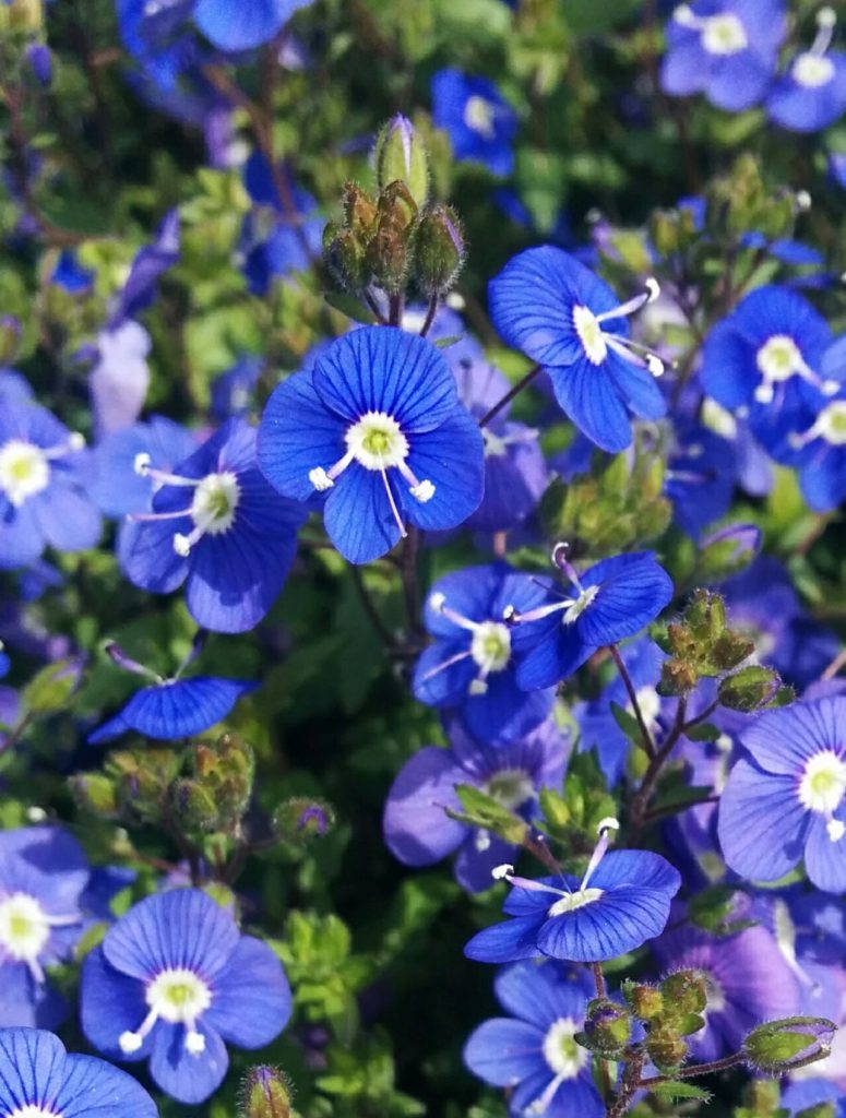 Veronica_umbrosa_Georgia_Blue_many_flowers_up1_cut_up