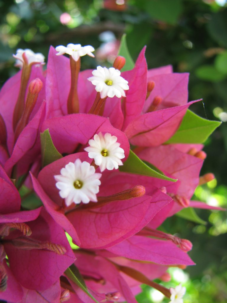 Bougainvillea_Torch_Glow_flowers__up1