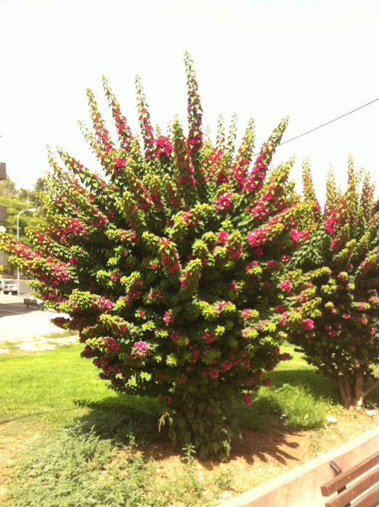 Bougainvillea_Torch_Glow_full_up1