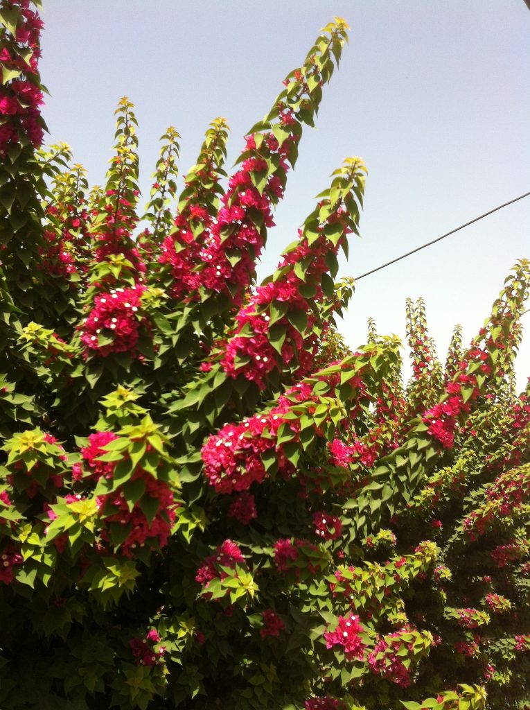 Bougainvillea_Torch_Glow_torches_up1.jpg