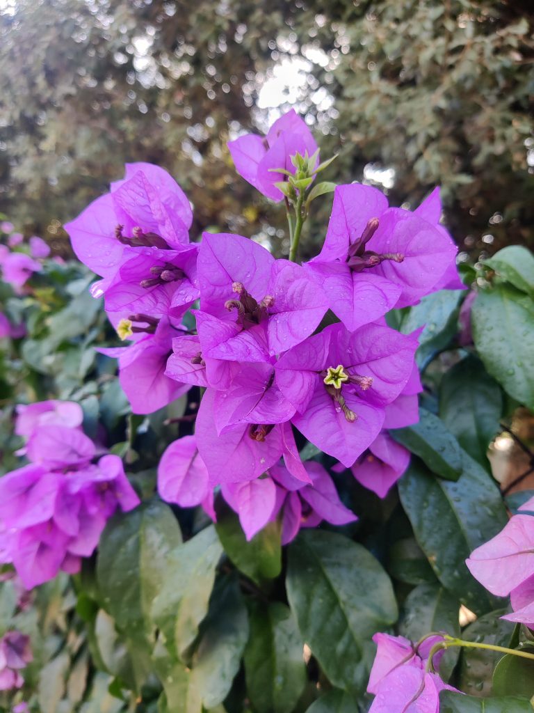 Bougainvillea_glabra_flowers_up1