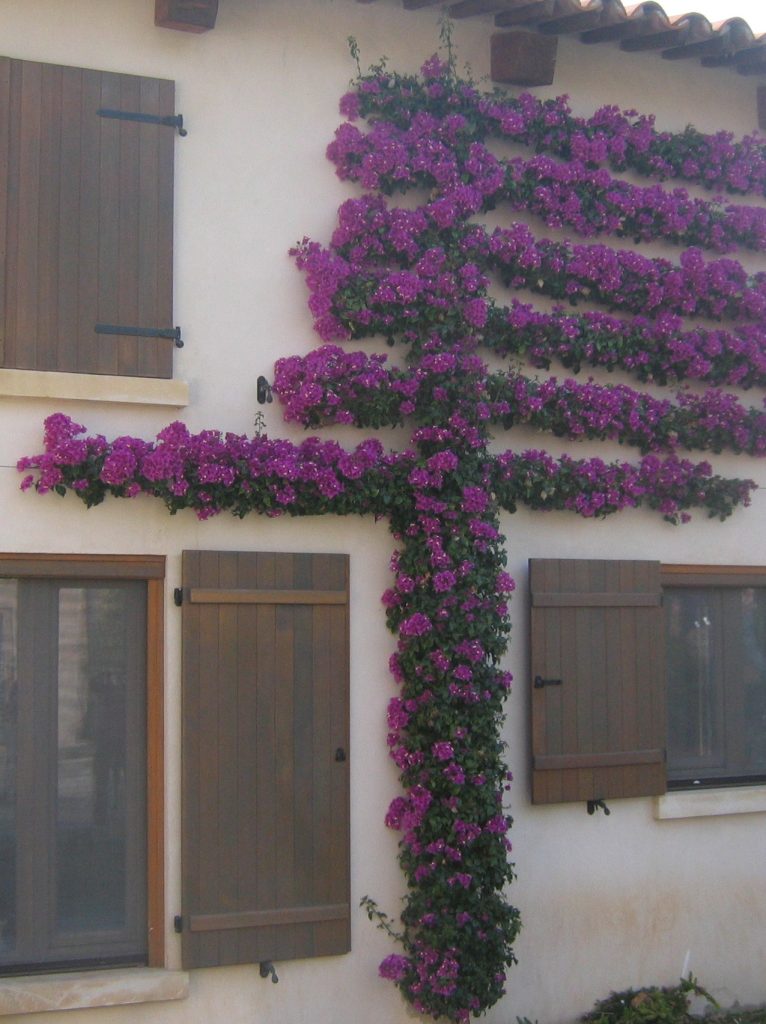 Bougainvillea_glabra_full_espalier_cut_up