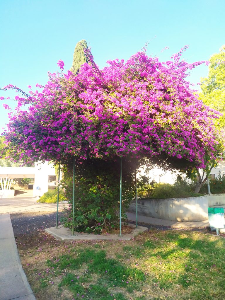 Bougainvillea_glabra_full_up1