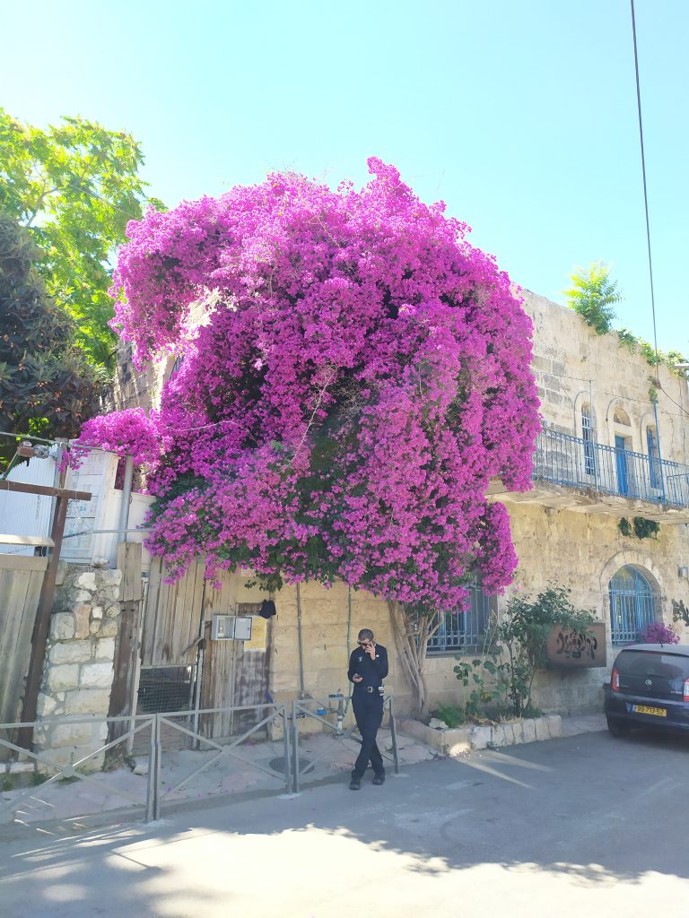 Bougainvillea_glabra_full_up2