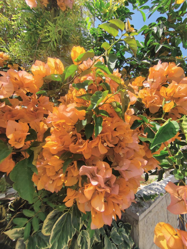 Bougainvillea_spectabilis_flowers_orange_up