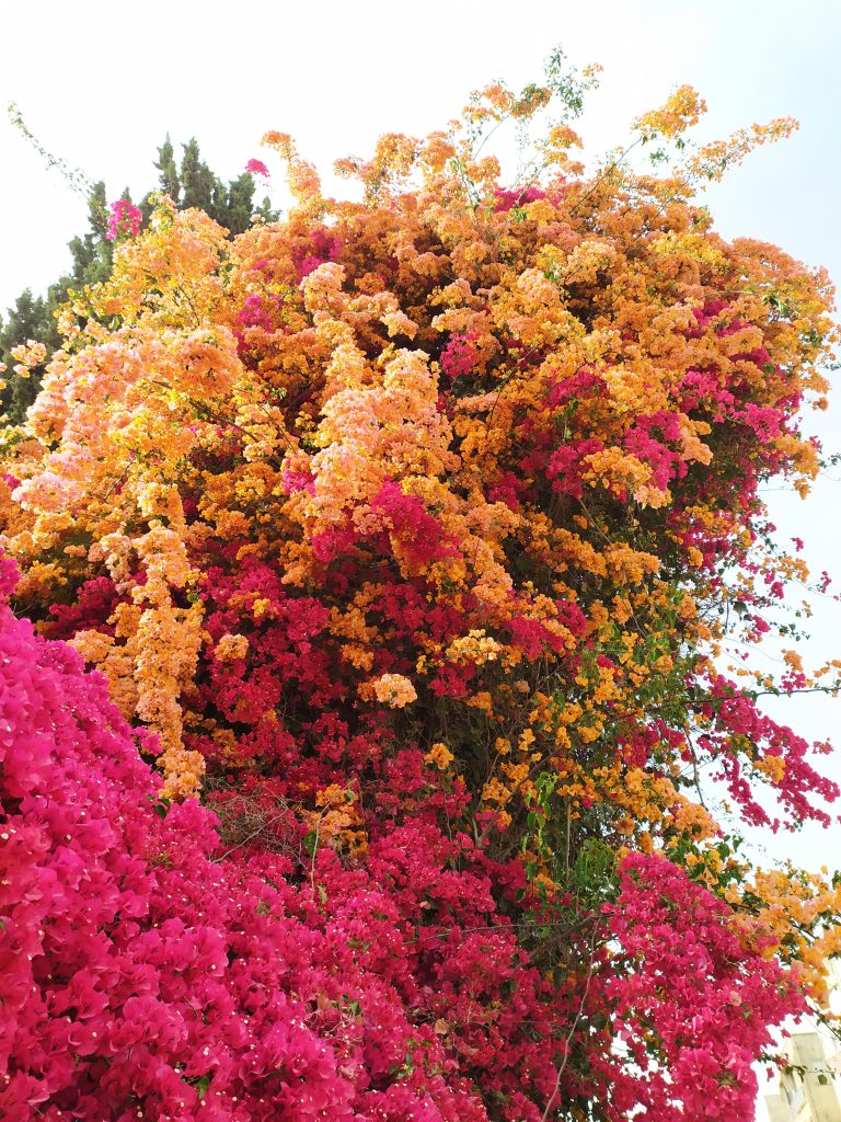 Bougainvillea_spectabilis_flowers_pink_and_orange