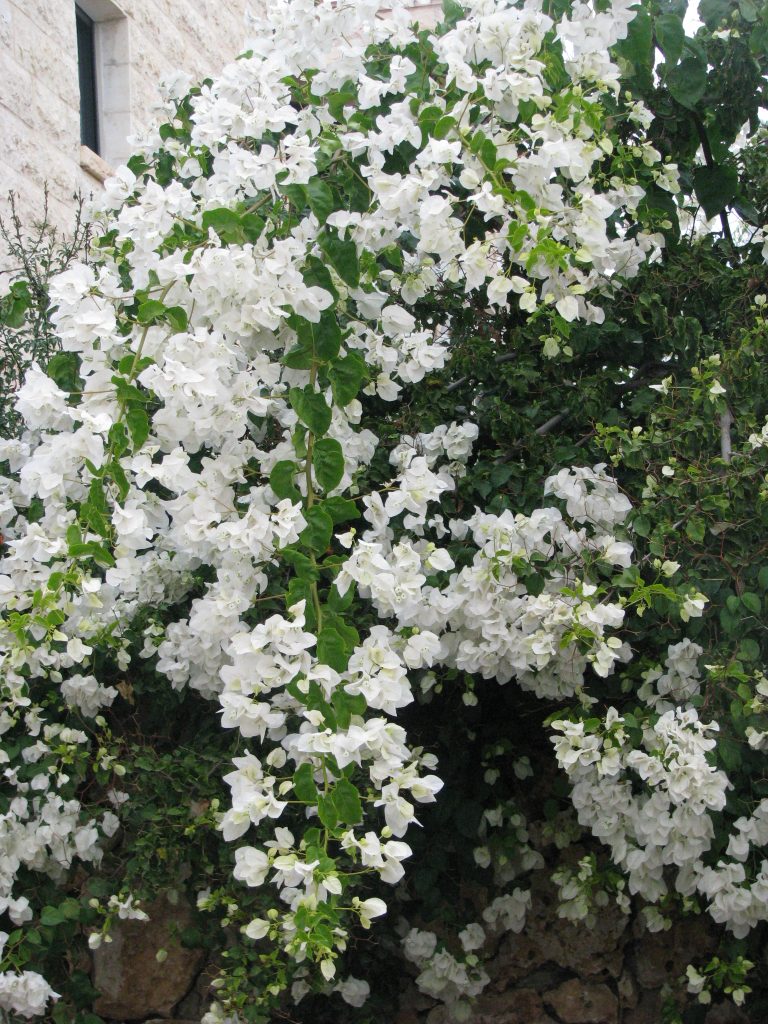 Bougainvillea_spectabilis_flowers_white_up