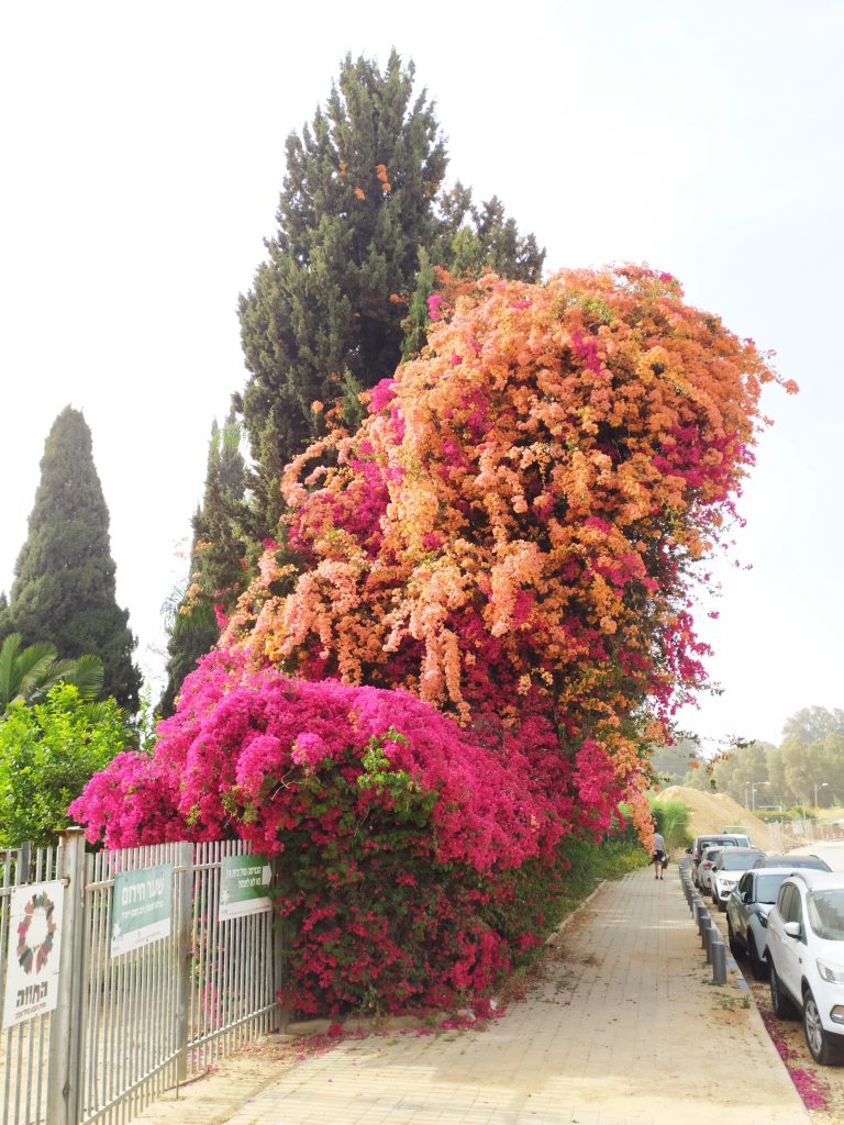 Bougainvillea_spectabilis_full_pink_and_orange