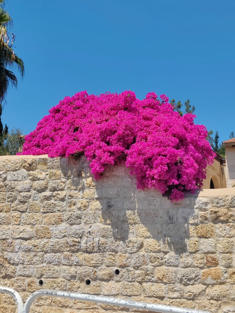 Bougainvillea_spectabilis_full_pink_up1