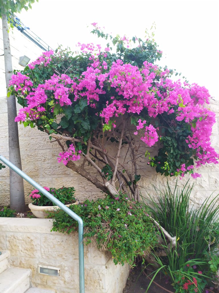 Bougainvillea_spectabilis_full_pink_up2