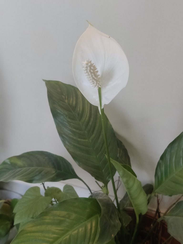 Spathiphyllum_wallisii_flower_up1