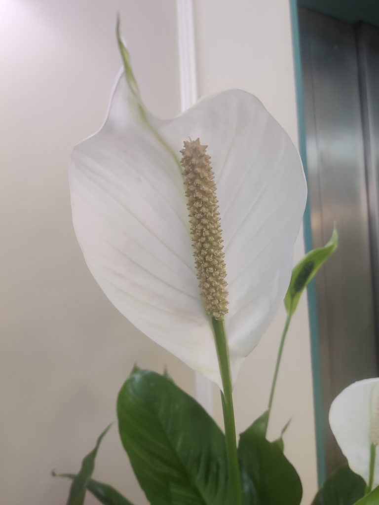 Spathiphyllum_wallisii_flower_up2