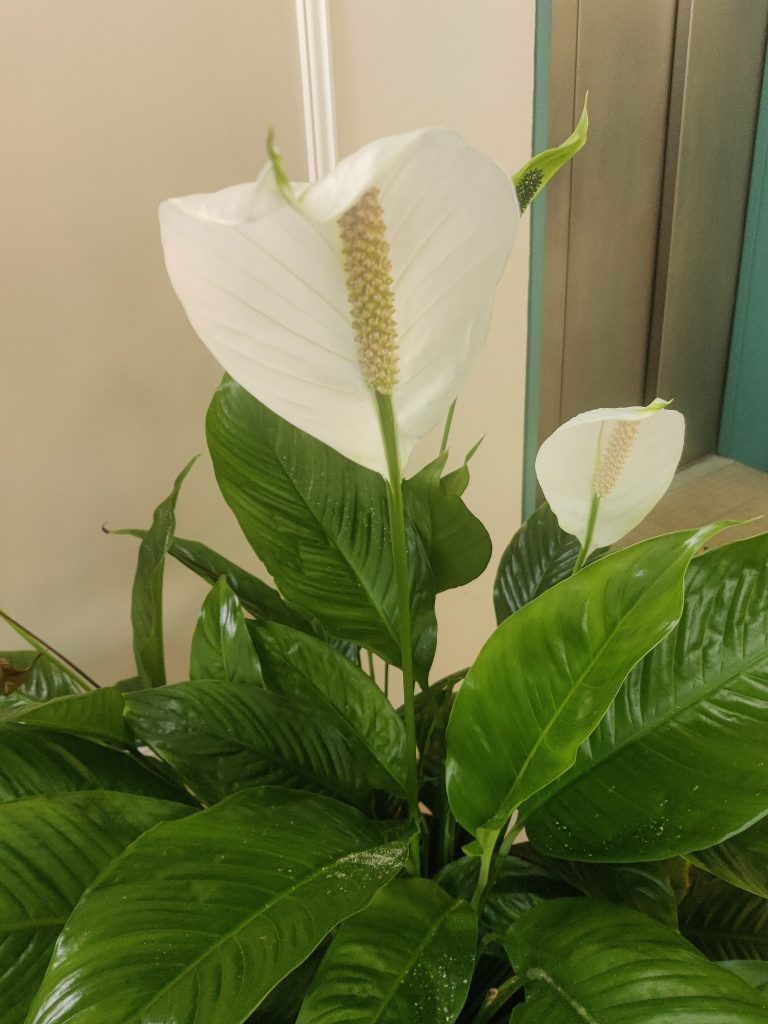 Spathiphyllum_wallisii_flower_up3