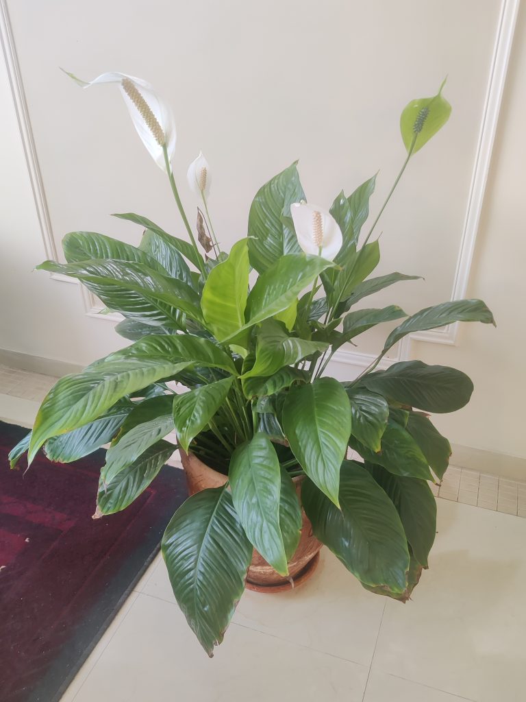 Spathiphyllum_wallisii_full_up1