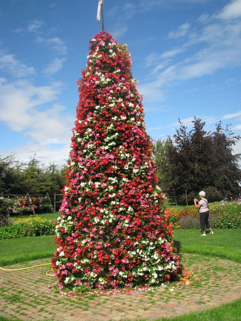 Begonia_semperflorens_cultorum_England Pyramid_up1