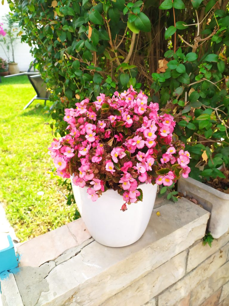 Begonia_semperflorens_cultorum_pot_up1
